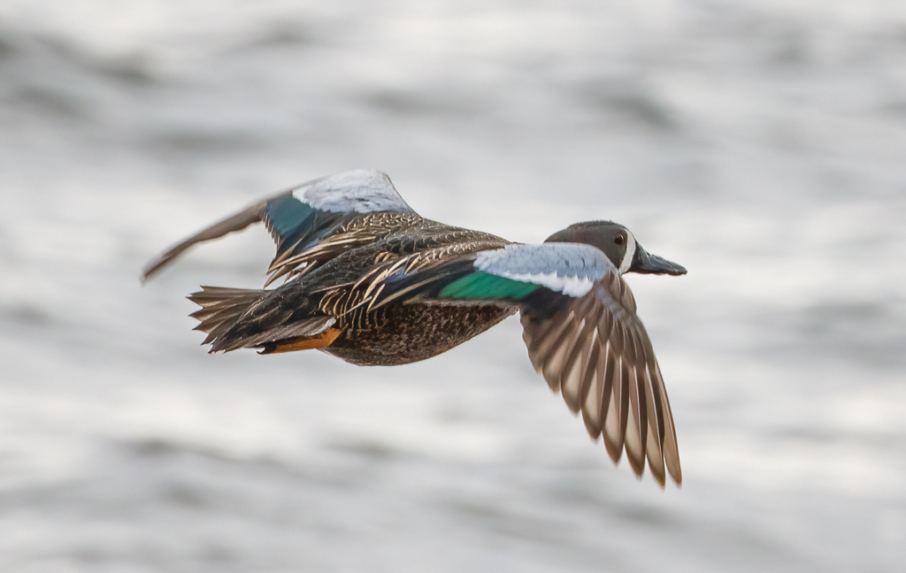  142 Blue-winged Teal 