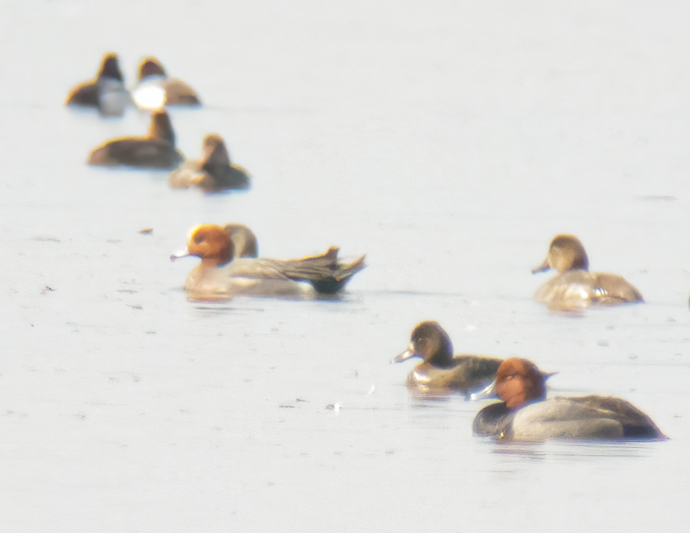  146 Eurasian Wigeon 