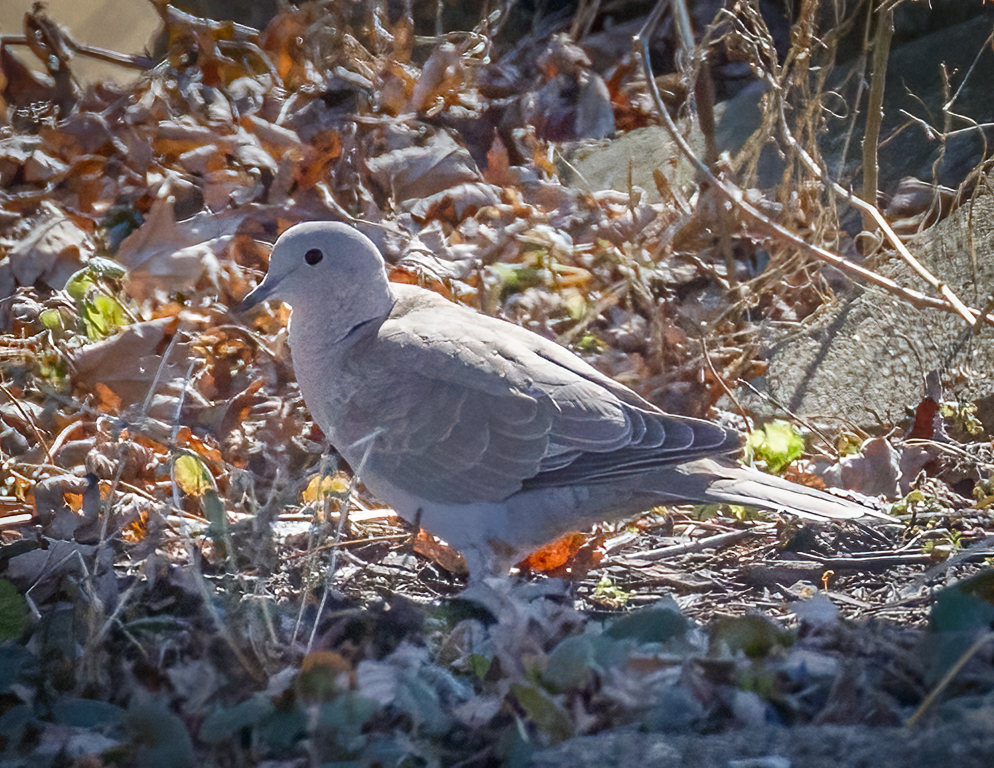  147 Eurasian Collared-Dove 