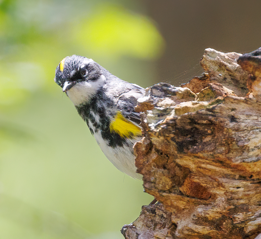  148 Yellow-rumped Warbler 