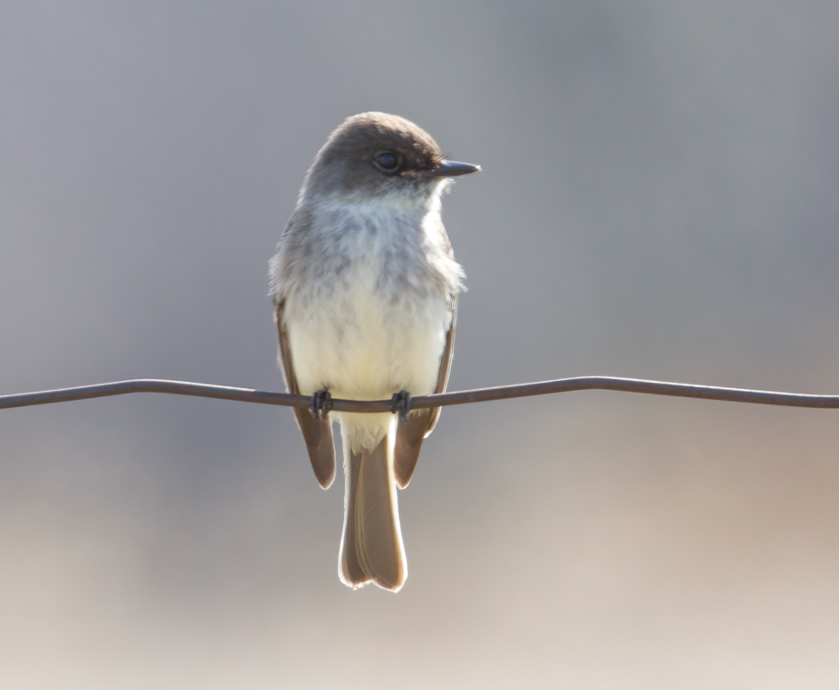 149 Eastern Phoebe 