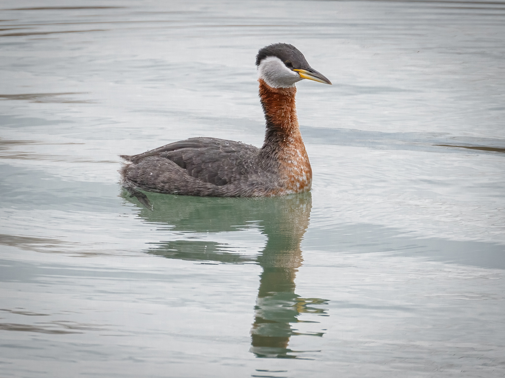  150 Red-necked Grebe 