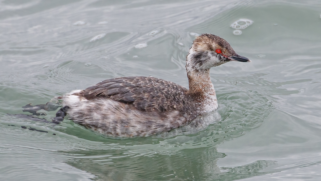  151 Horned Grebe 