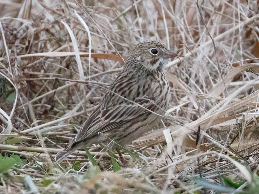  153 Vesper Sparrow 