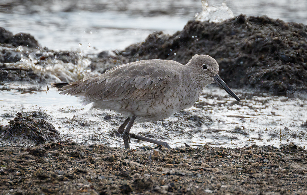  155 Willet  