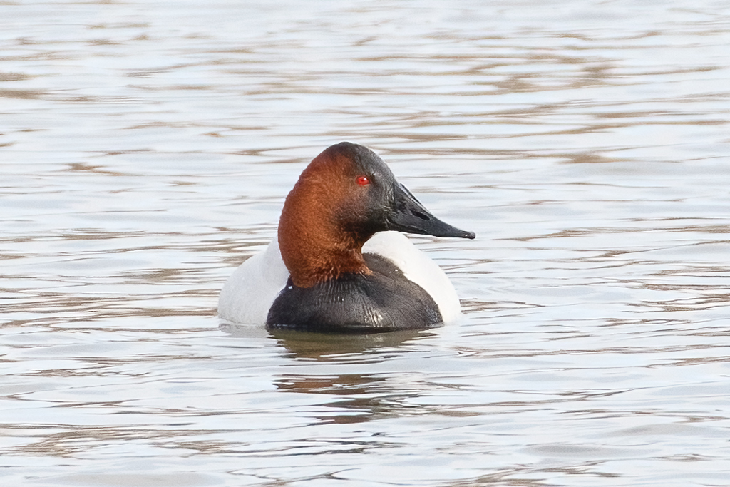  60 Canvasback 