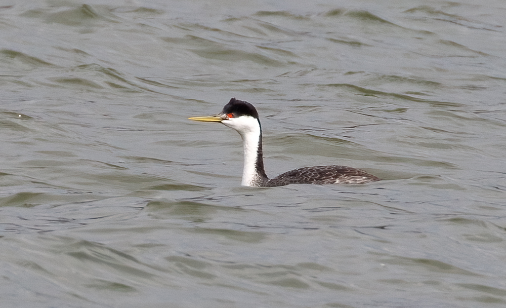  156 Western Grebe 