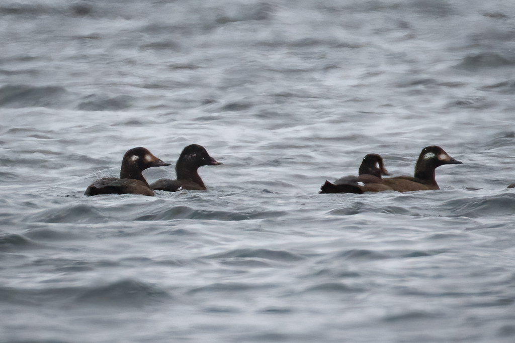  84 White-winged Scoter 