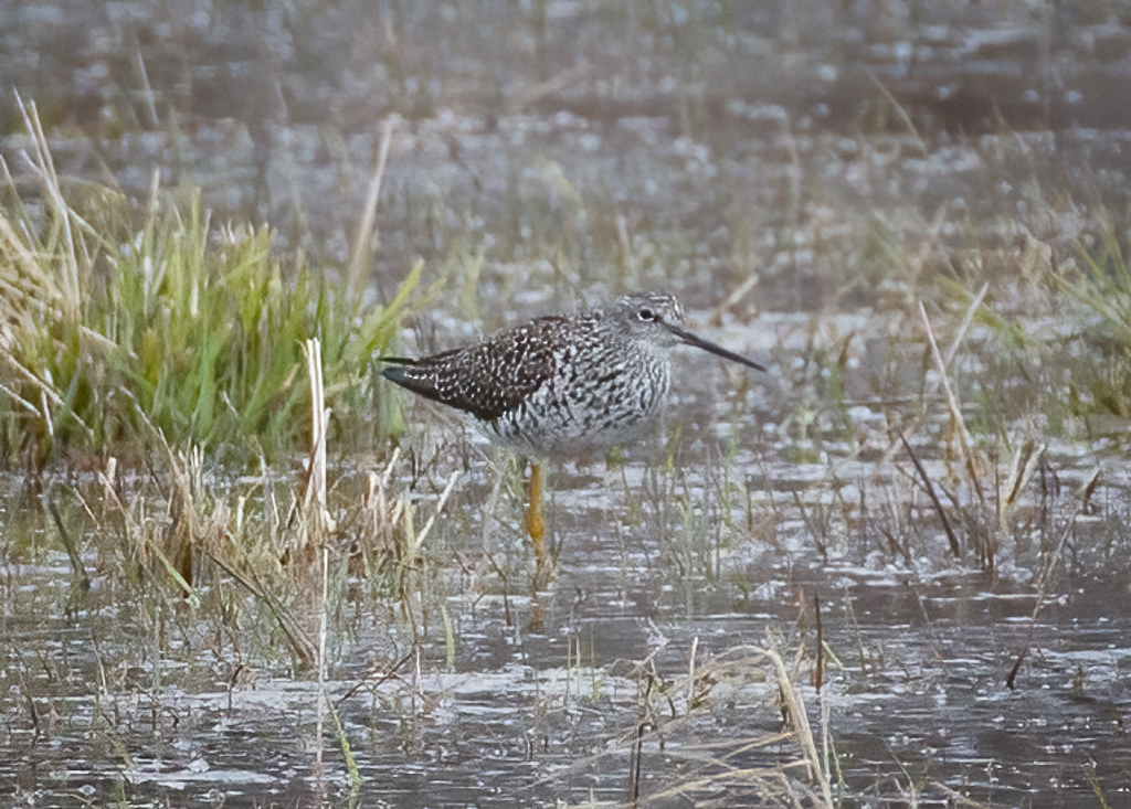  159 Greater Yellowlegs 