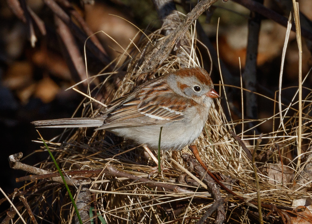  161 Field Sparrow 