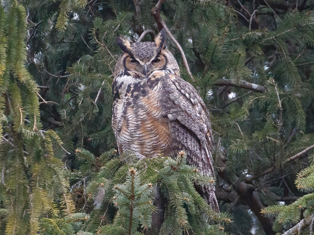  51 Great Horned Owl  