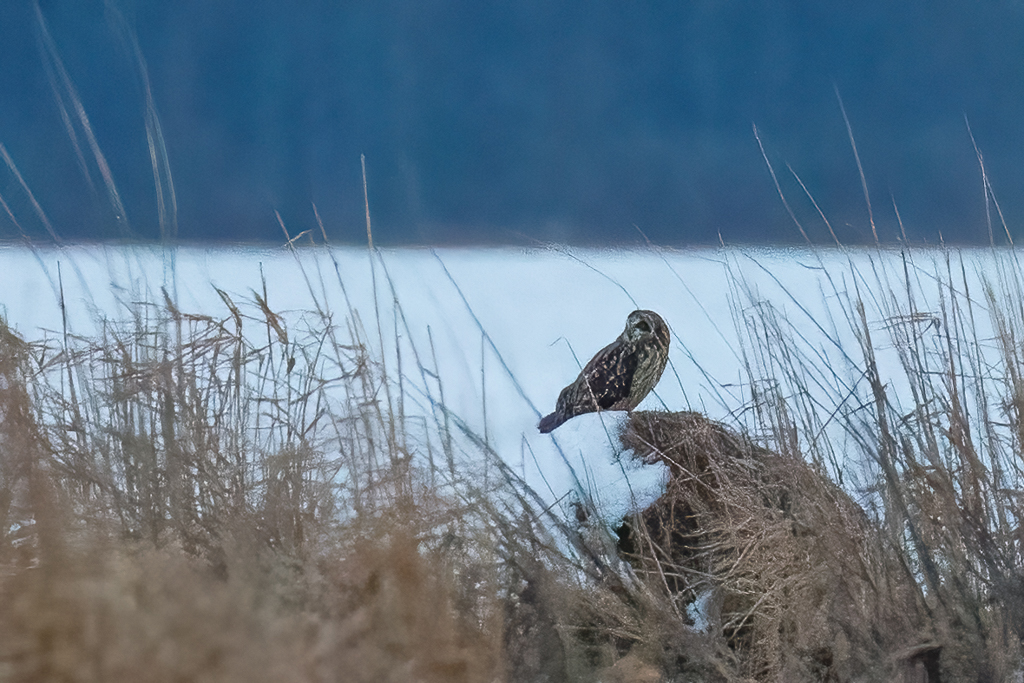  85 Short-eared Owl 