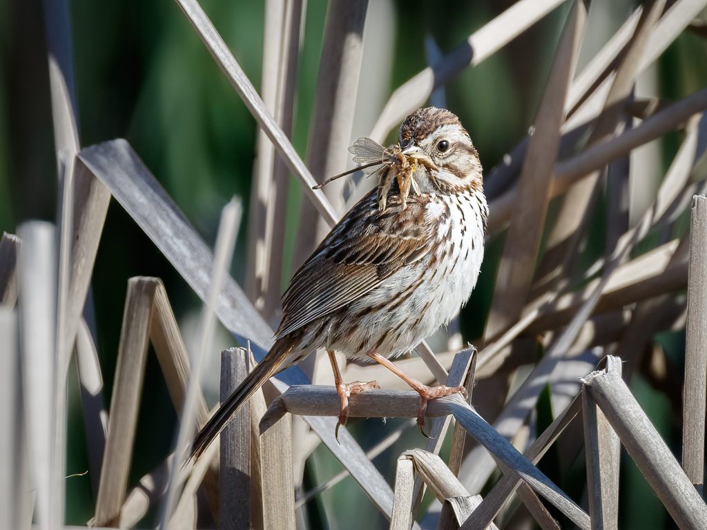  52 Song Sparrow 