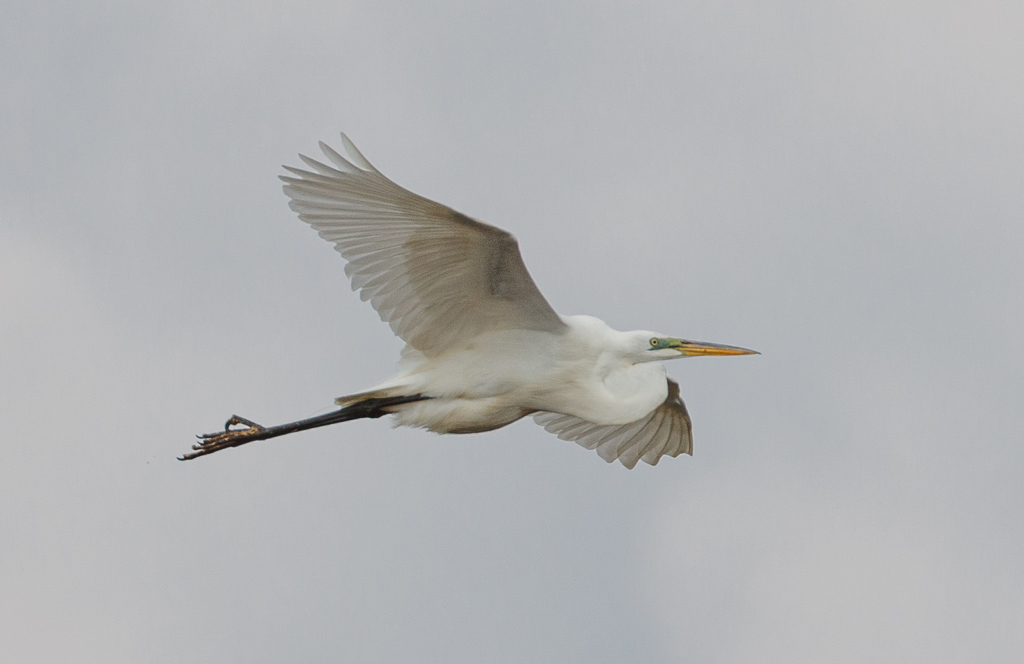  163 Great Egret 