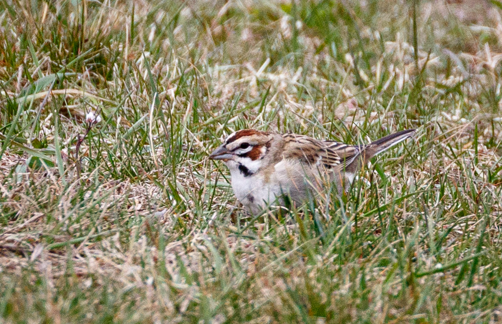  164 Lark Sparrow  