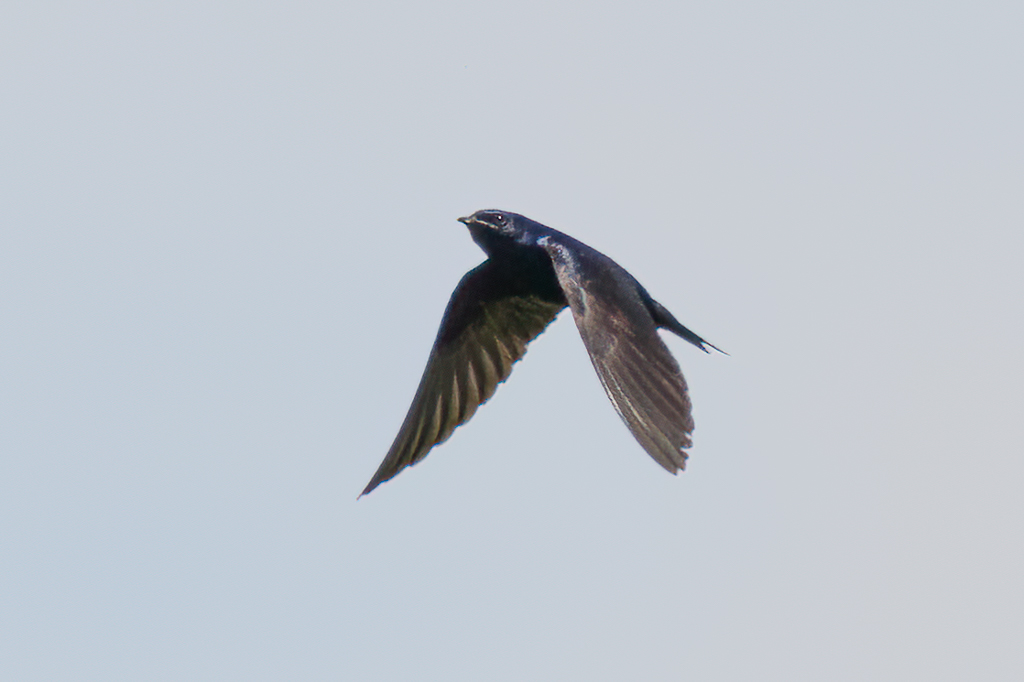  165 Purple Martin 