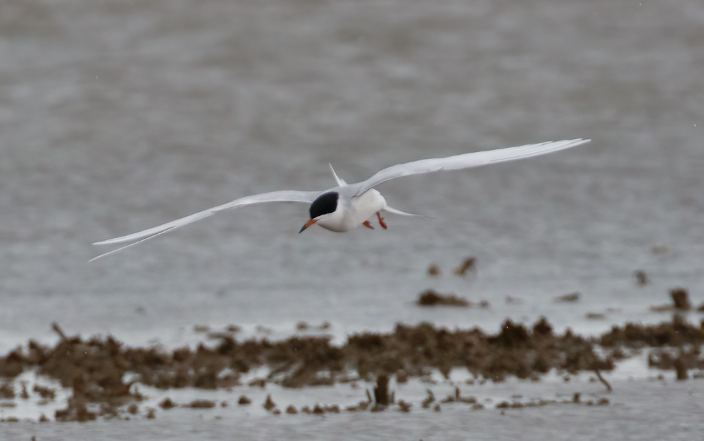  166 Forster's Tern 