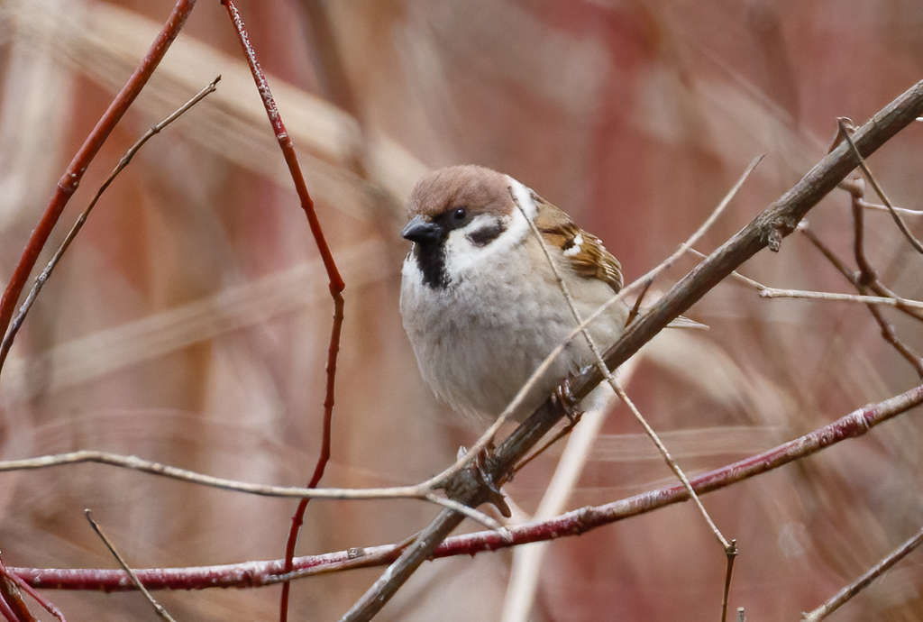  170 Eurasian Tree Sparrow 