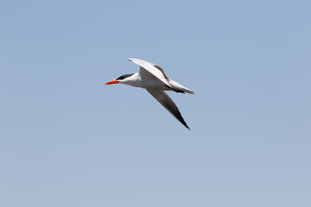  171 Caspian Tern 