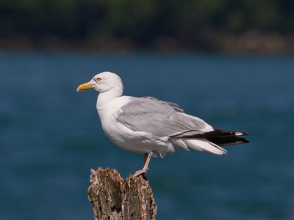  46 Herring Gull 