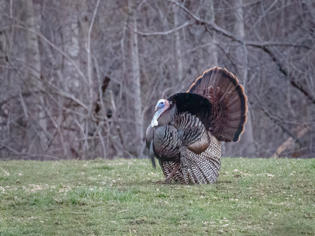  43 Wild Turkey 