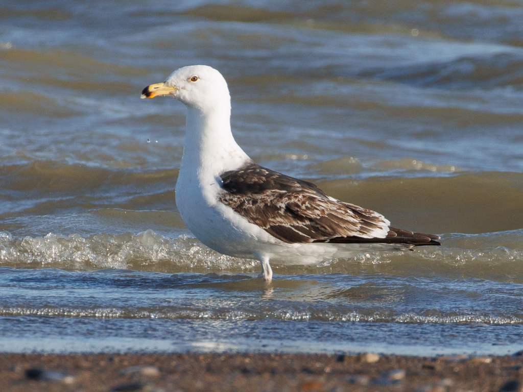  44 Great Black-backed Gull 