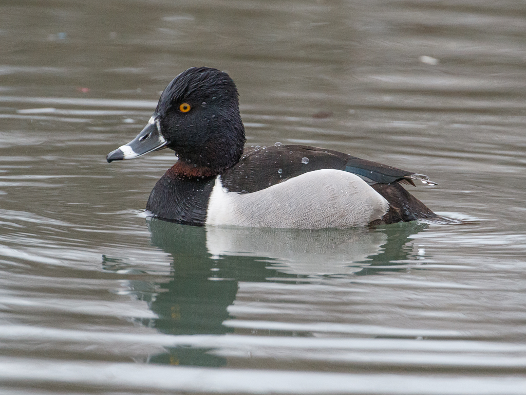  47 Ring-necked Duck 