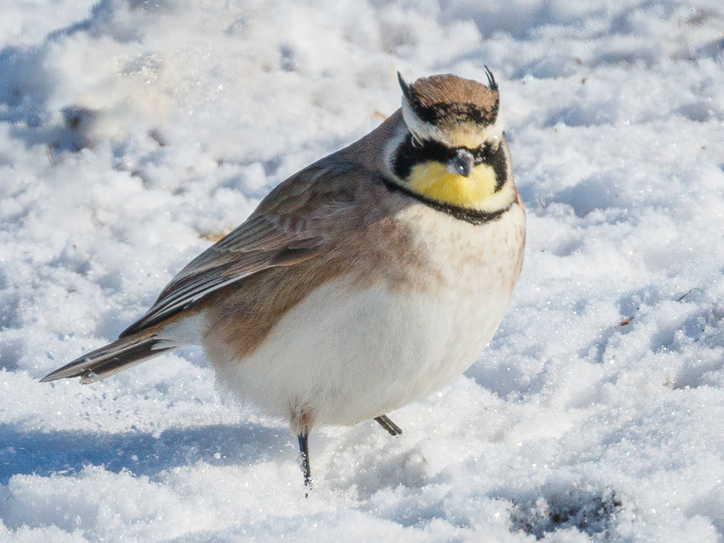  49 Horned Lark 