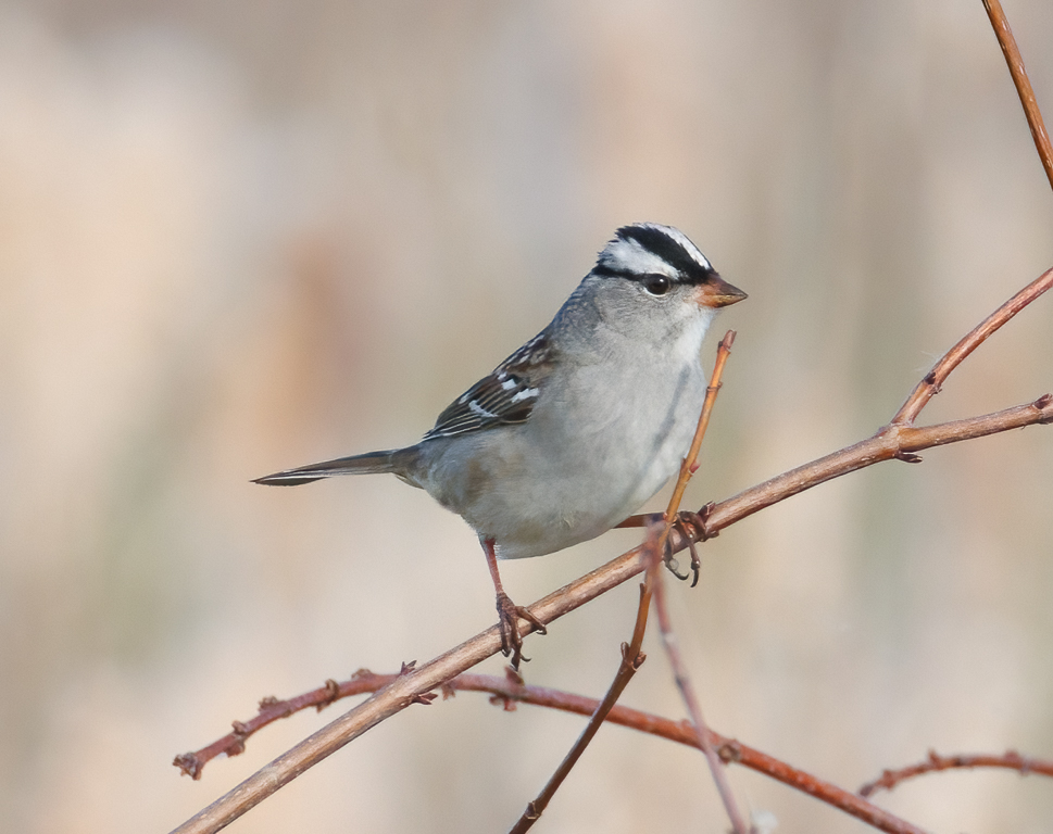  53 White-crowned Sparrow 