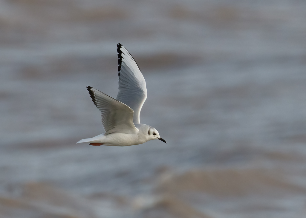 42 Bonaparte's Gull 