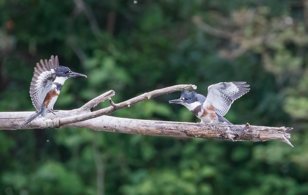  62 Belted Kingfisher 