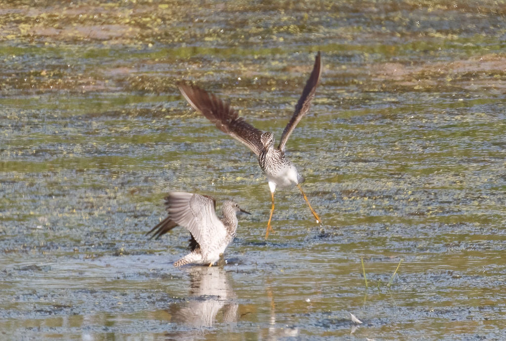  172 Lesser Yellowlegs 