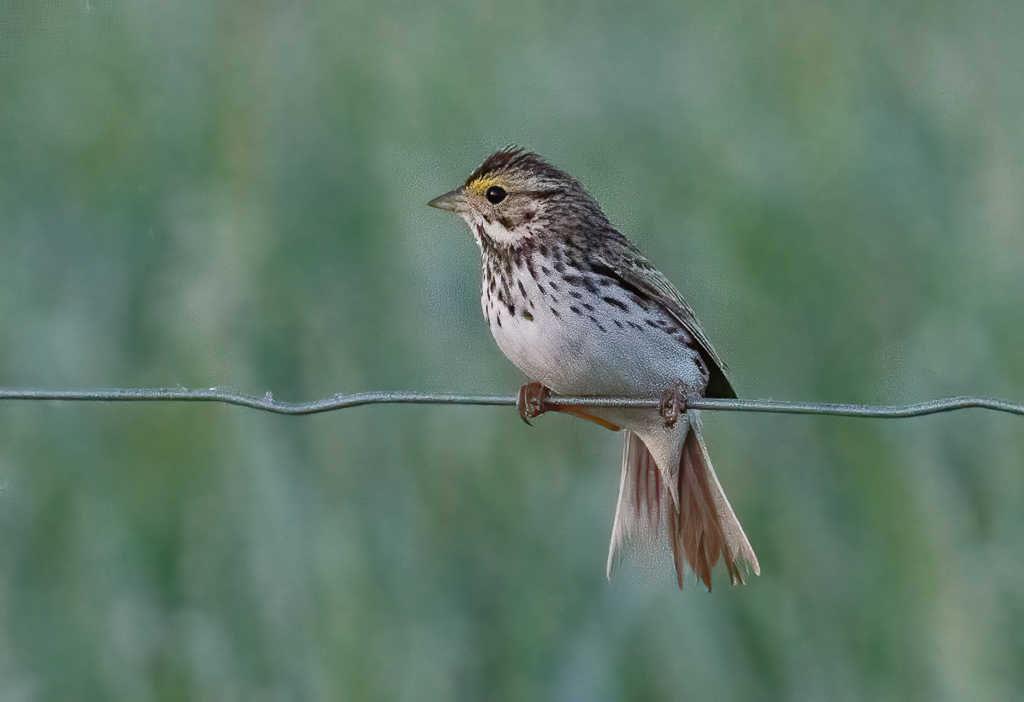  173 Savannah Sparrow 