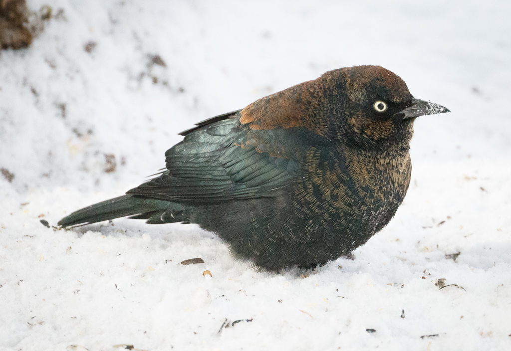  54 Rusty Blackbird 