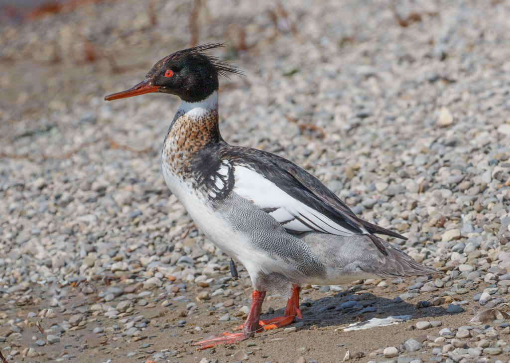  56 Red-breasted Merganser 