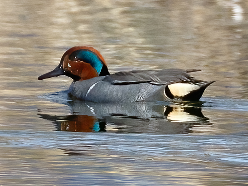  63 Green-winged Teal 