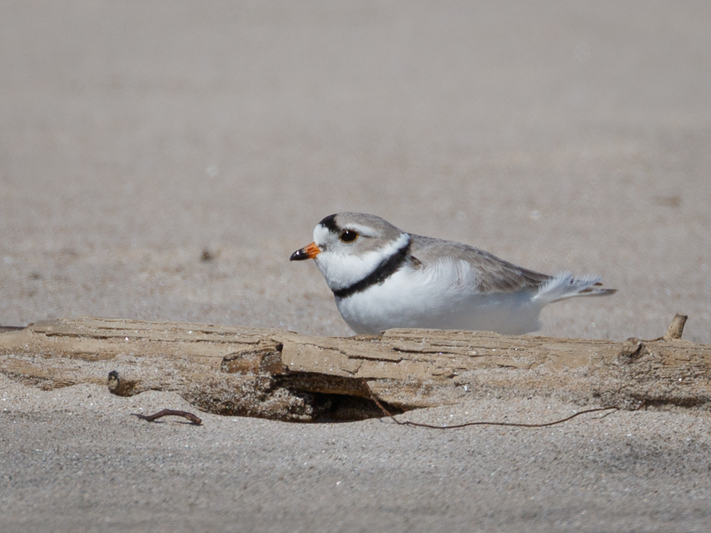  174 Piping Plover 