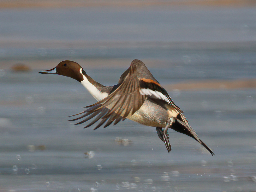  38 Northern Pintail 