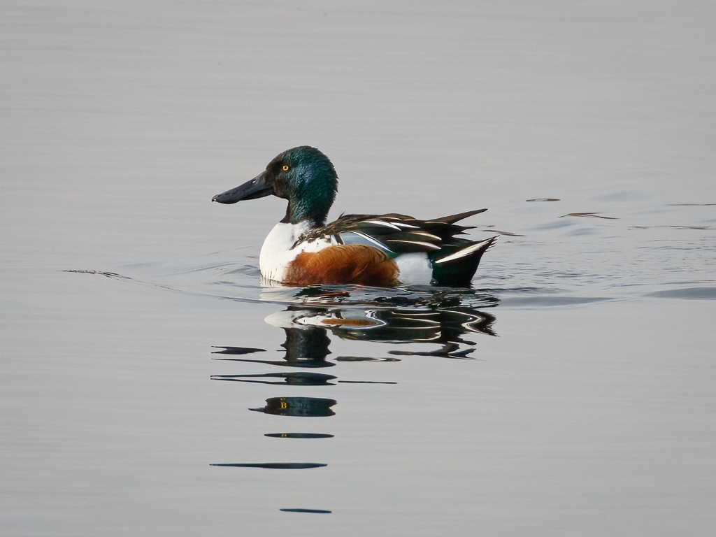  39 Northern Shoveler 
