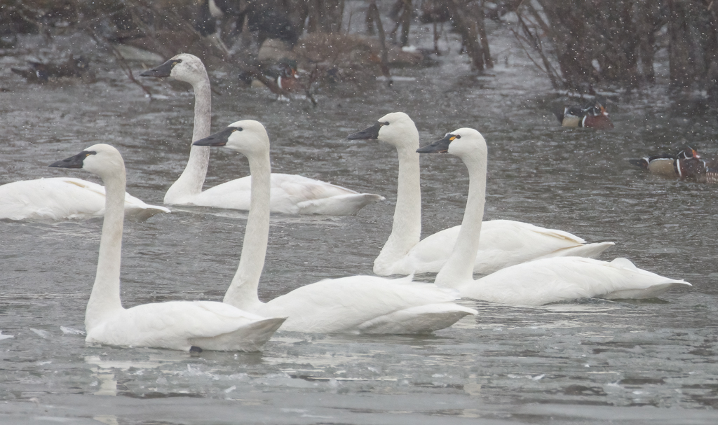  40 Tundra Swan 