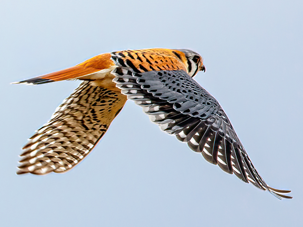  41 American Kestrel 