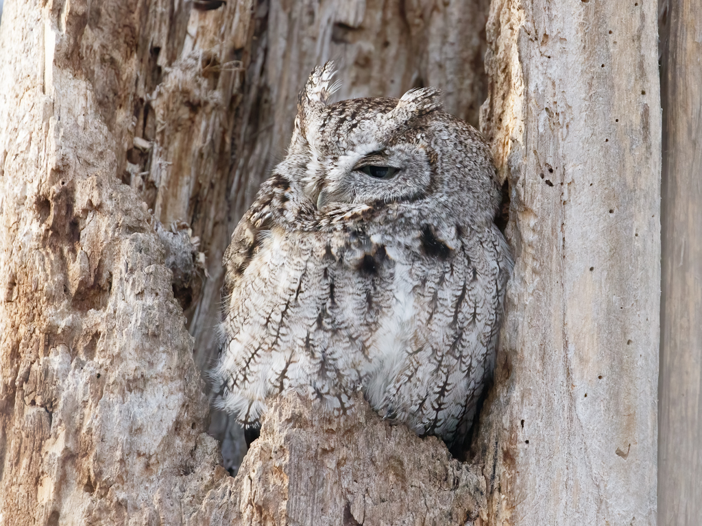  29 Eastern Screech-Owl 