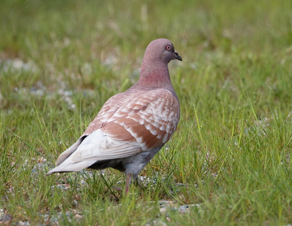  14 Rock Pigeon 