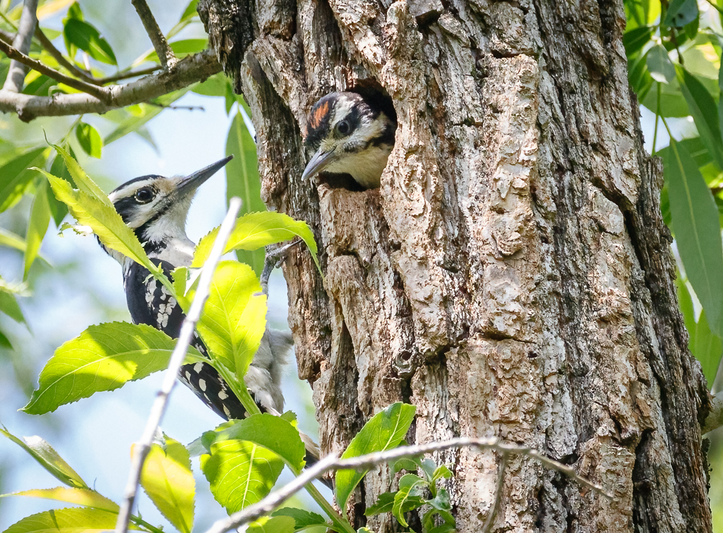  30 Hairy Woodpecker 