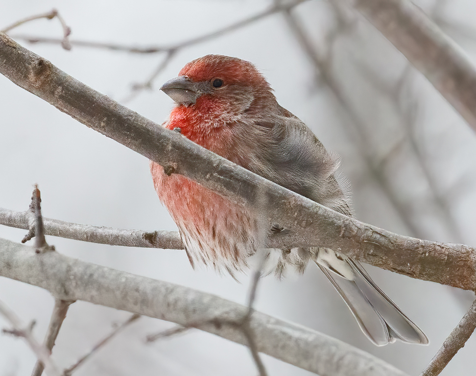  5 House Finch 