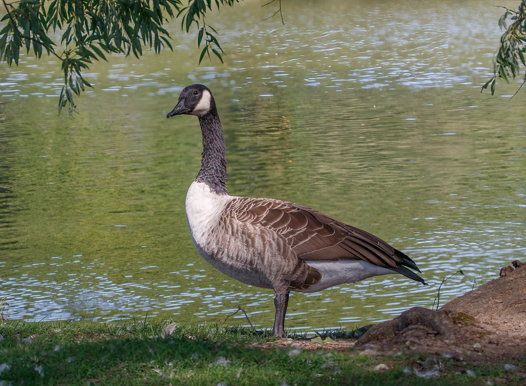  26 Canada Goose 