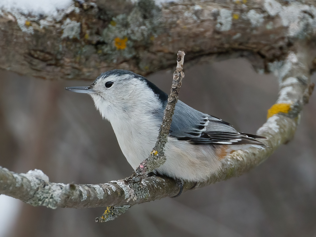  28 White-breasted Nuthatch 