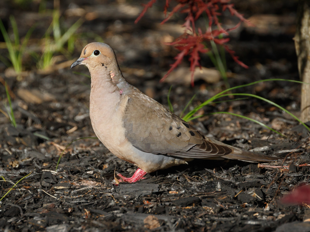  32 Mourning Dove 