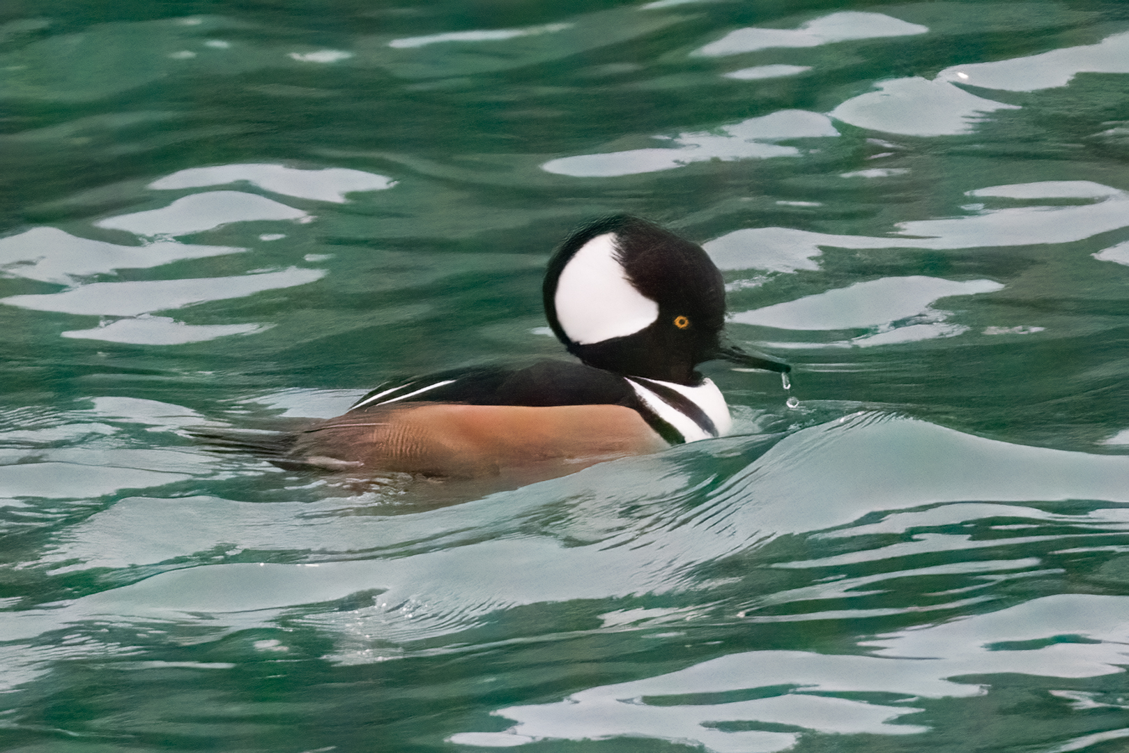  27 Hooded Merganser 
