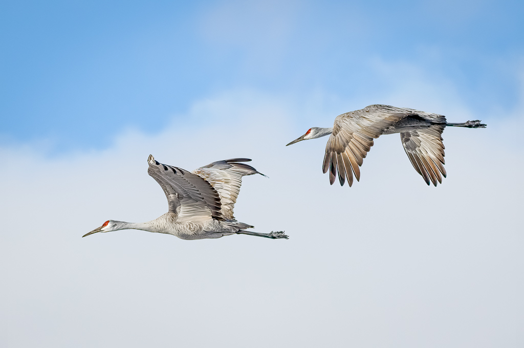  35 Sandhill Crane 